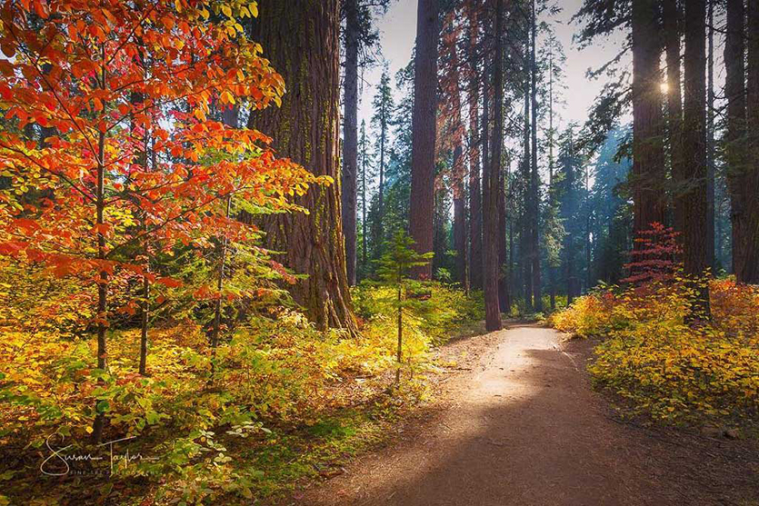 Calaveras-Big-Trees-State-Park-Fall-Colors-I-Courtesy-of-Instagrammer-@susantaylorphotography